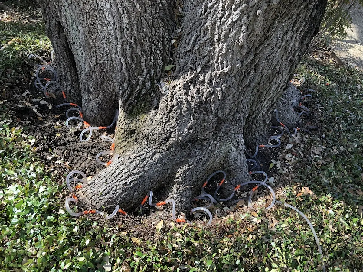 Detailed Tree Cabling and Bracing job site in Prue